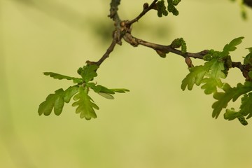 Oak, oak leaf twig, spring fresh green oak leaves.