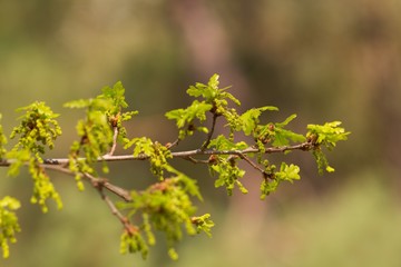 Oak, oak leaf twig, spring fresh green oak leaves.