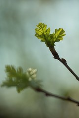 Oak, oak leaf twig, spring fresh green oak leaves.