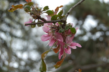 Pink flowers