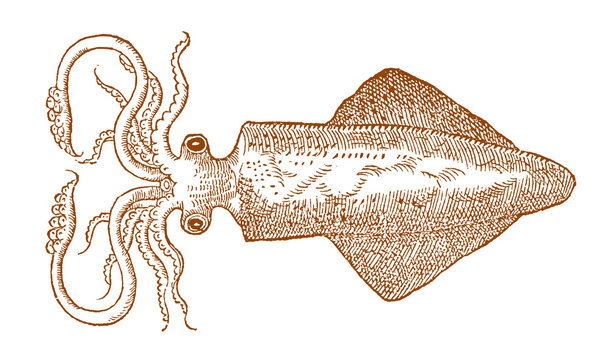 Squid loligo in top view after a historical or vintage woodcut illustration from the 16th century