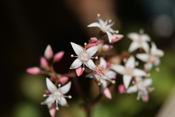 small white flowers