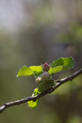 Apple tree, apple blossom twig in spring, spring background.