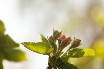 Fototapeta na wymiar Apple tree, apple blossom twig in spring, spring background.