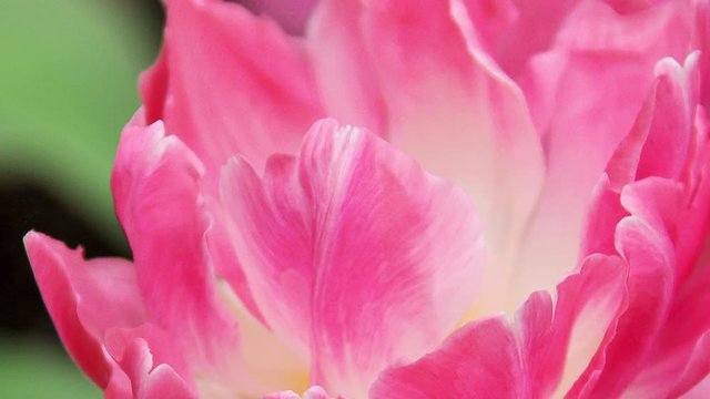 Uma das mais de cem esp&eacute;cies de tulipas