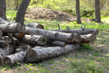 Felled pine trees in the forest, deforestation, ecological problems of the Earth, decks of trees for sawn timber, global warming, stock for designer
