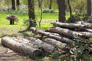 Felled pine trees in the forest, deforestation, ecological problems of the Earth, decks of trees for sawn timber, global warming, stock for designer