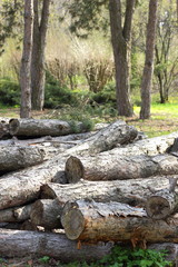 Felled pine trees in the forest, deforestation, ecological problems of the Earth, decks of trees for sawn timber, global warming, stock for designer