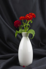 Desert lantana in white vase against black background