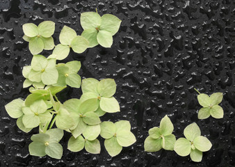 hydrangea flowers on a wet black background