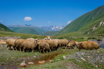 Sheeps in Truso valley, Georgia