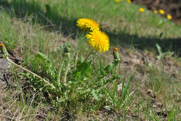 Mniszek lekarski, Taraxacum officinale