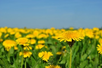 Mniszek lekarski, Taraxacum officinale © bnorbert3
