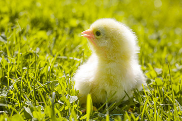 Cute baby chicken on the meadow