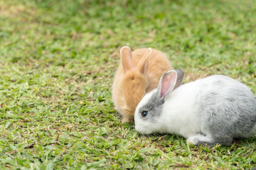 Close up two little brown white grey rabbit sitting on fresh green grass background.