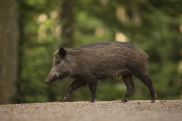 Naklejka na ściany i meble Close up large wild boar Sus scrofa swine calm female walking on the path in the dark wood. Wildlife tranquil scene with long furry animal. Mammal of well visible female sex.