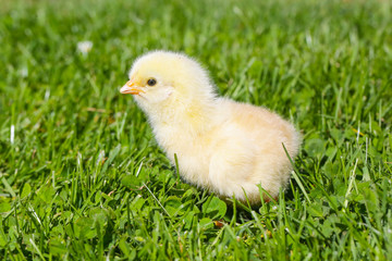 Cute baby chicken on the meadow