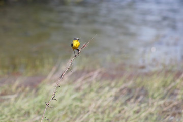 Adult male Western yellow wagtail or blue-headed wagtail (Motacilla flava var. dombrovskii). Polesie, Southern Belarus