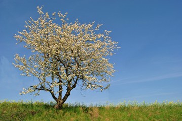 Samotne zakwitnięte drzewo owocowe