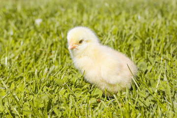 Cute baby chicken on the meadow