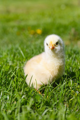 Cute baby chicken on the meadow