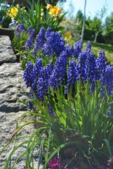 Szafirki, Muscari