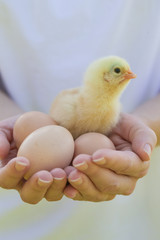 Cute baby chicken in the hands