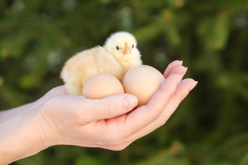 Cute baby chicken in the hands
