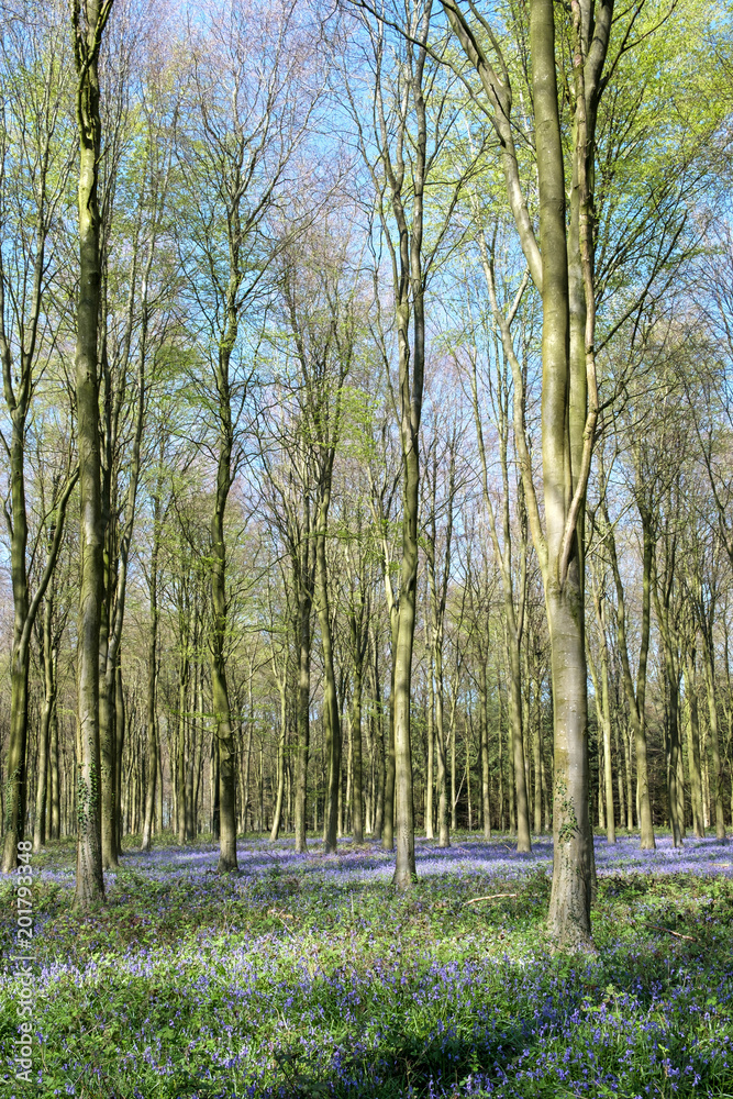 Wall mural Bluebells in Wepham Wood