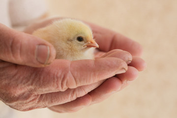 Cute baby chicken in the hands