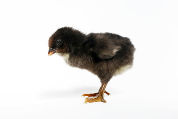 Cute baby chicken on white