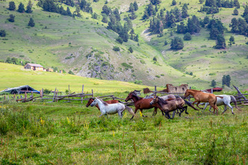 Horses running, Tusheti, Georgia