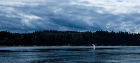 Gray whale in bay