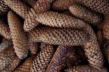 Pine Cones Background texture.