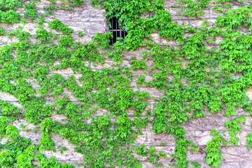 covered with ivy