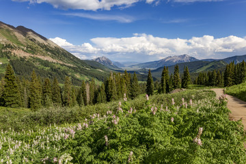 Wildflower season along the mountainside in Crested Butte Colorado