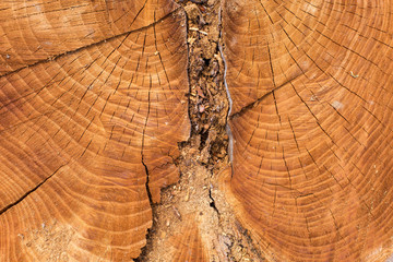 Stump texture on the cut, beautiful wood texture rustic