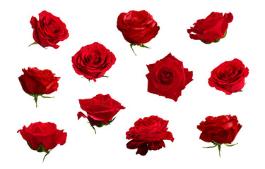 Set of beautiful red or scarlet roses. Isolated, white background.