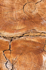 Fototapeta premium Stump texture on the cut, beautiful wood texture rustic
