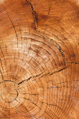 Stump texture on the cut, beautiful wood texture rustic