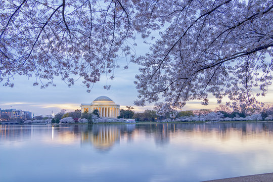 Cherry Blossom Washington Dc