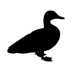 icon Animal with zoo, humor, duck, farm and caricature