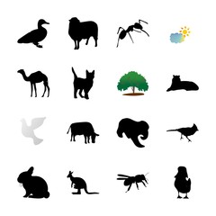 icon Animal with arabic, symbol, sun, pussycat and camel