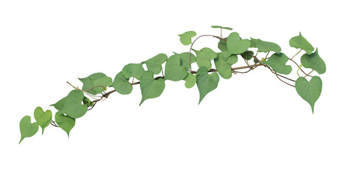 Fototapeta premium vine plant isolated on white background. Clipping path