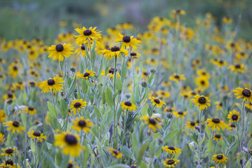 Field of beautiful yellow flowers