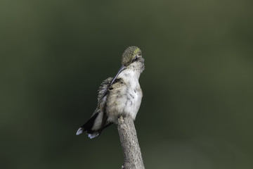 Preening Hummingbird
