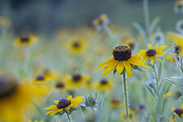 Field of beautiful yellow flowers - Close up