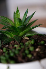 Green spikey plant