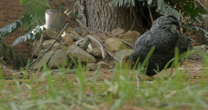 Hand feeding a black australorp chicken from a bucket on grass