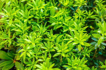 green background from leaves of a plant. the concept of natural